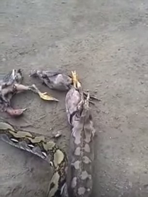 Loài trăn thường ợ con mồi đã nuốt để giảm trọng lượng cơ thể cho phép chúng dễ bề chạy thoát hay chiến đấu nếu cần thiết.