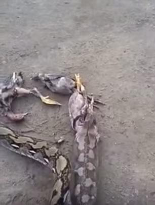 Loài trăn thường ợ con mồi đã nuốt để giảm trọng lượng cơ thể cho phép chúng dễ bề chạy thoát hay chiến đấu nếu cần thiết.