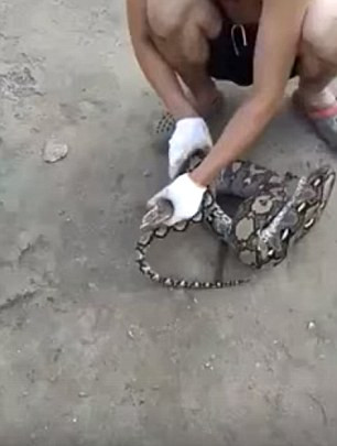 Hình ảnh con trăn khổng lồ nôn ọe vì mắc nghẹn được cho là ghi lại tại vùng Đông Nam Á. Người đàn ông tóm chặt đầu một con trăn no căng bụng vì ăn quá nhiều.