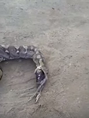 Không thể di chuyển với bụng nặng nề, con trăn Miến Điện sau đó buộc phải nôn bớt thức ăn ra ngoài.