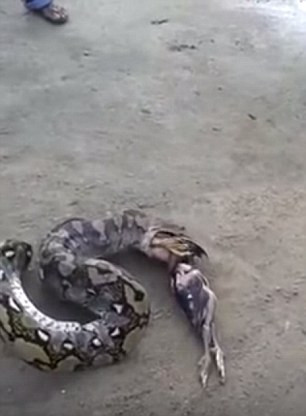 Sau một hồi nỗ lực, những con chim dần được được con trăn đẩy ra khỏi miệng.