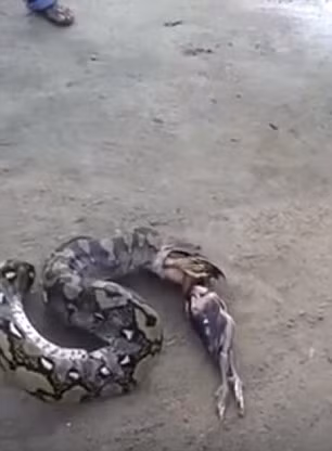 Sau một hồi nỗ lực, những con chim dần được được con trăn đẩy ra khỏi miệng.