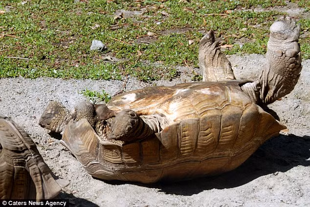 Rùa cái không quá thất vọng, chạy đi tìm thức ăn và bỏ mặc bạn tình nằm ngửa trên đất.