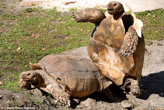 Nhưng màn "mây mưa" của cặp đôi bị gián đoạn khi rùa đực mất thăng bằng và ngã chồng kềnh về phía sau.