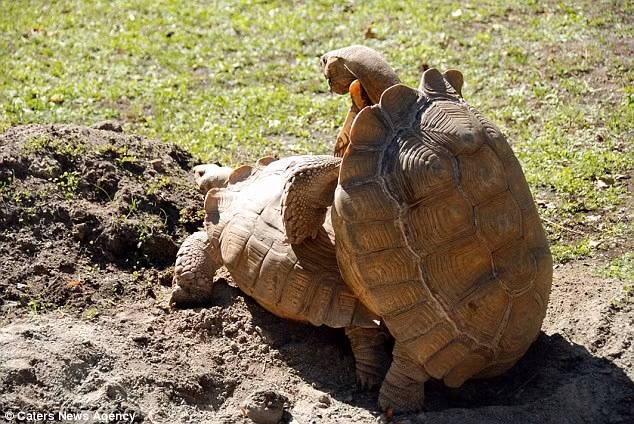 Nhiếp ảnh gia Vadym Shevchenko cho biết, rùa đực rất hăng hái giao phối với rùa cái.
