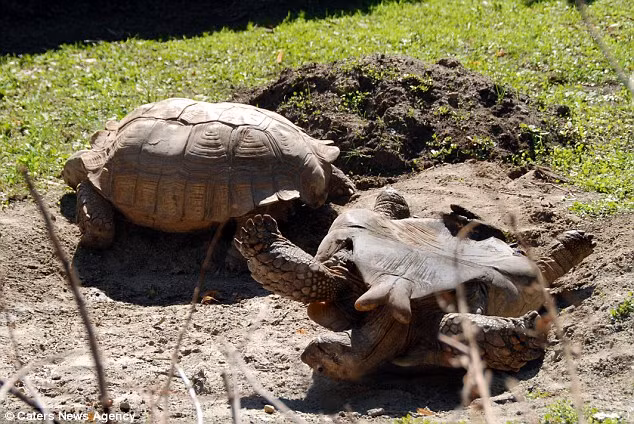 Rùa đực nằm ngửa trên bãi đất sau khi ngã khỏi lưng bạn tình.