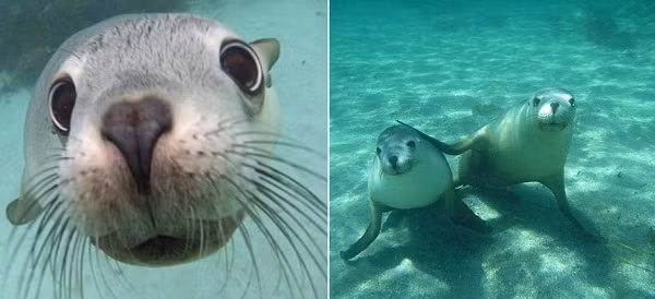 Ngoài cá mập, du khách cũng có cơ hội ngắm những loài sinh vật biển khác như hải cẩu từ trong buồng lặn Aqua Sub.
