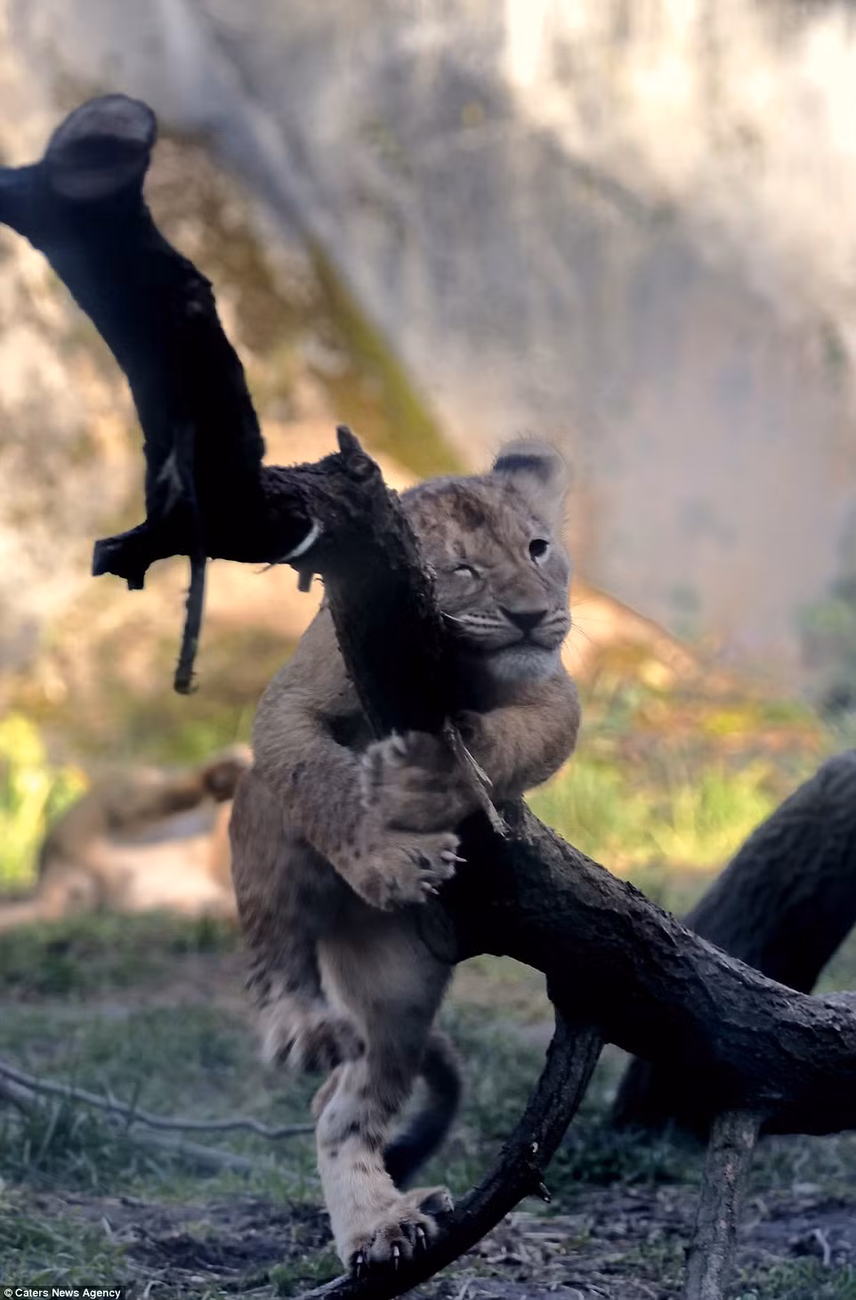 Sư tử con tinh nghịch ôm thân cây khô.