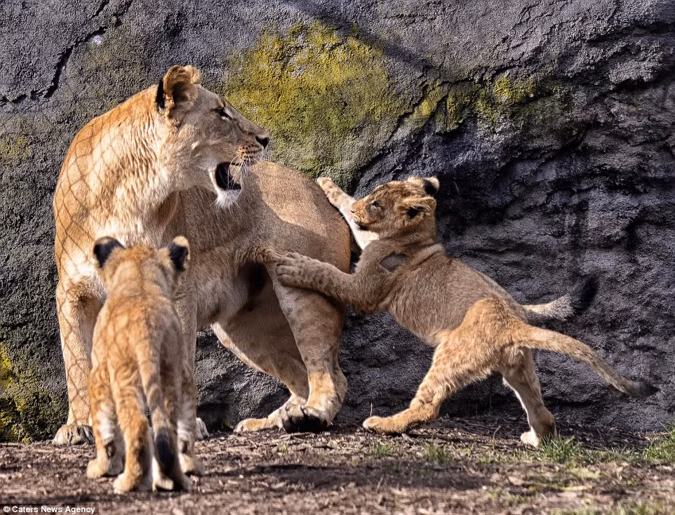 Sư tử con tinh nghịch cố gắng trèo lên lưng mẹ của chúng.