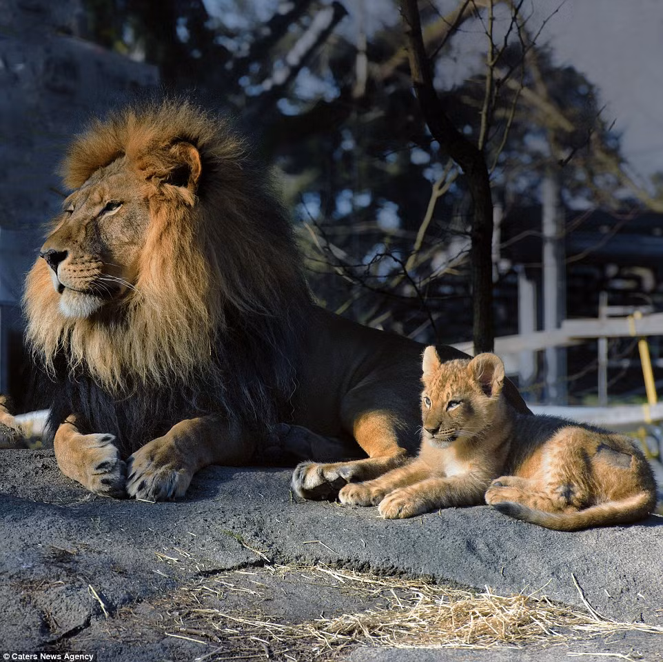 Hòa bình đã trở lại giữa sư tử bố và sư tử con.