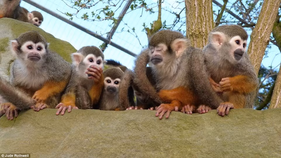 Khuôn mặt đầy diễn cảm của những con khỉ nhện.