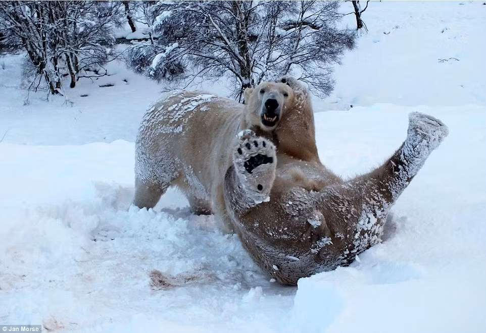 Hai chú gấu Bắc cực thích thú chơi đùa với nhau trên tuyết.
