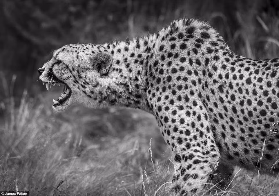 Nhiếp ảnh gia James Felton chụp được hàm răng sắc nhọn của một con báo. Bức ảnh trông như loài động vật hoang dã được chụp trong môi trường tự nhiên.