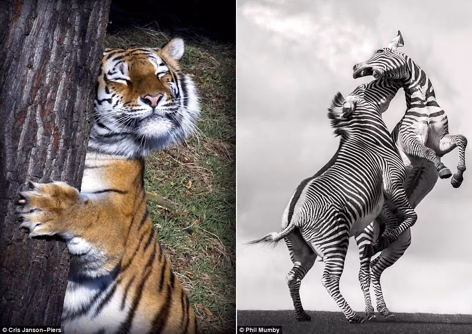 Hổ thích thú ôm thân cây (trái), cặp ngựa vằn quyết chiến trên đồng cỏ.
