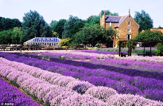 Những cánh đồng hoa oải hương thơm ngát ở Norfolk là một trong những danh thắng hút du khách ở nước Anh.