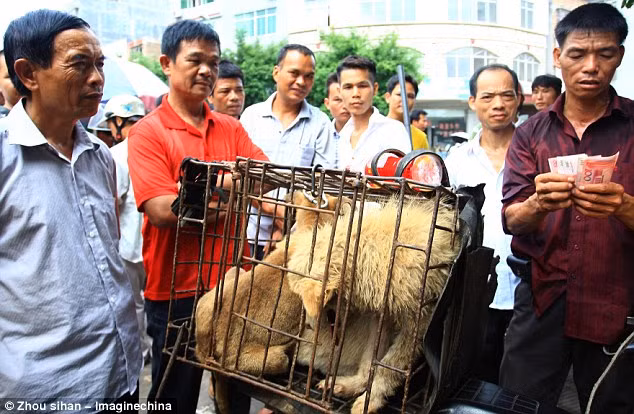 ...và việc buôn bán chó mèo để làm thịt là "chuyện thường ngày ở huyện" tại đất nước hơn một tỷ dân này.