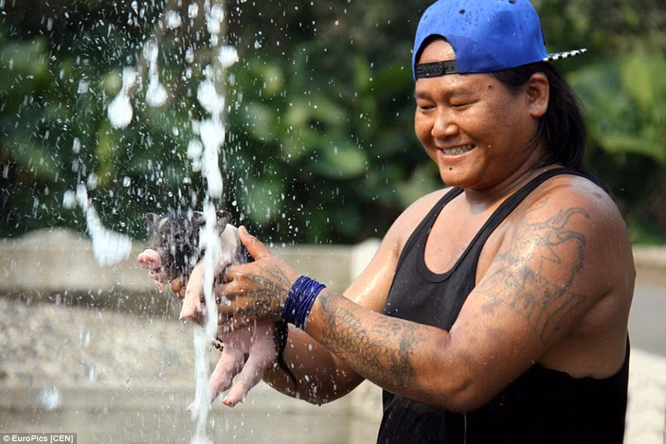 Nhân viên của công viên giúp một chú lợn nhỏ làm quen với nước và tập bơi tại khu nghỉ dưỡng.