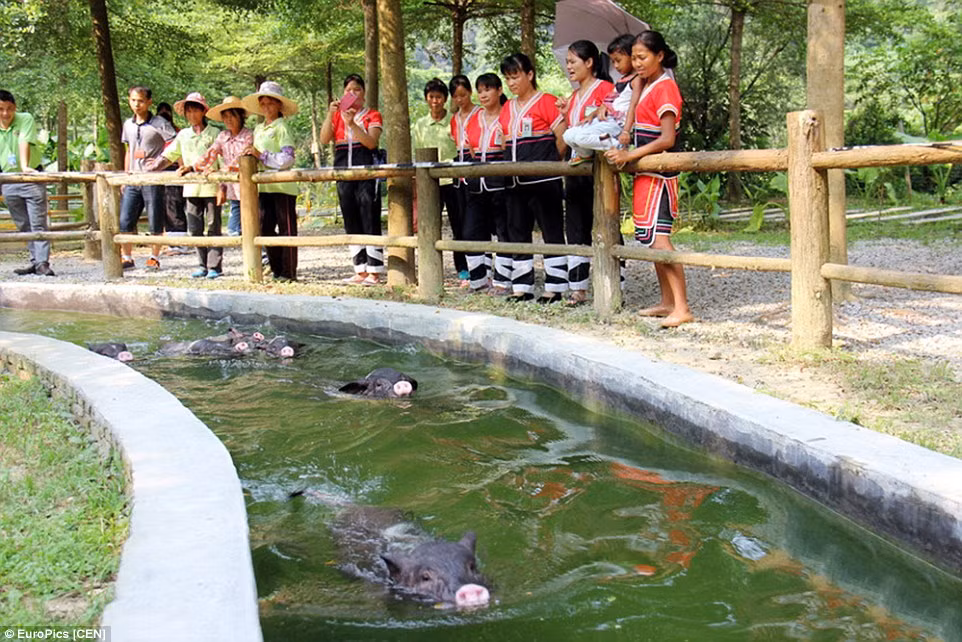 Đàn lợn thích thú bơi dưới nước. Những chú trường thành sẽ luyện tập nhảy cầu 3 lần/ ngày và sau đó bơi thư giãn dưới nước.