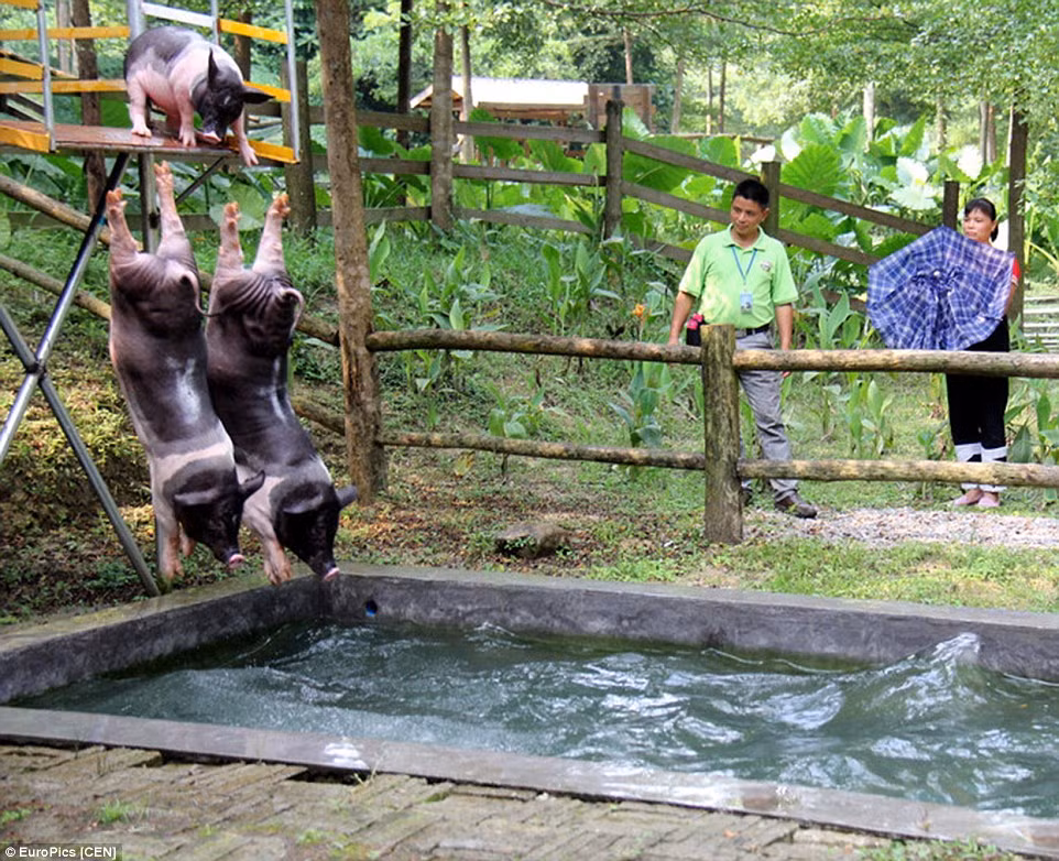Những chú lợn luyện tập nhảy cầu trước sự chứng kiến của khách tham quan công viên.