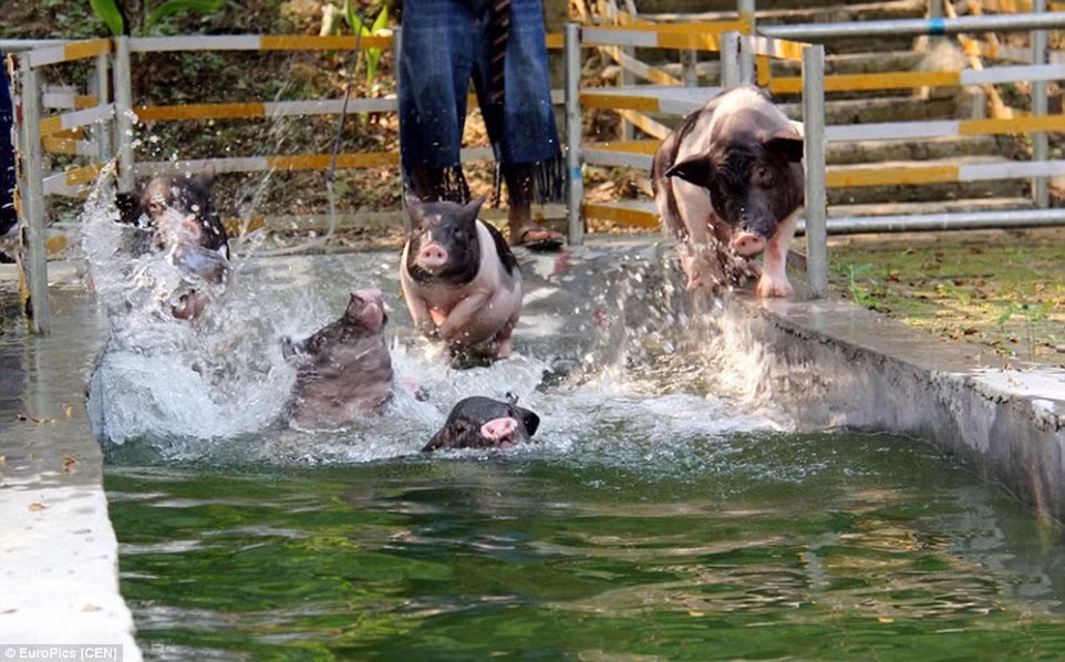 Những chú lợn thích thú bơi dưới nước.
