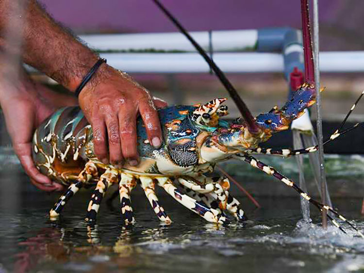 2. Tôm hùm từng là thức ăn cho tù nhân: Vào thế kỷ 19, tôm hùm được coi là thức ăn rẻ tiền và thường được dùng để nuôi tù nhân ở Mỹ.