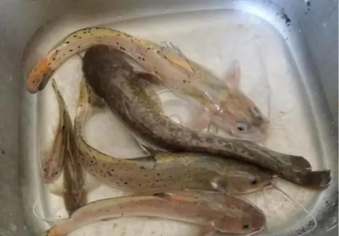 Cá lăng chấm là loài cá dữ, với thức ăn chủ yếu là cá con, tôm cua và mùn bã hữu cơ.(Ảnh:Người đưa tin)