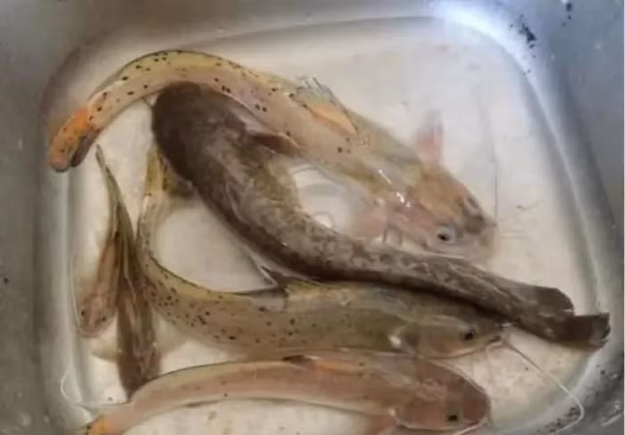 Cá lăng chấm là loài cá dữ, với thức ăn chủ yếu là cá con, tôm cua và mùn bã hữu cơ.(Ảnh:Người đưa tin)