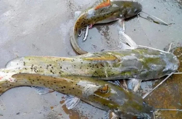 Chúng sống ở tầng đáy, có kích thước lớn, tối đa có thể đạt tới 40 kg/con. (Ảnh: Người đưa tin)