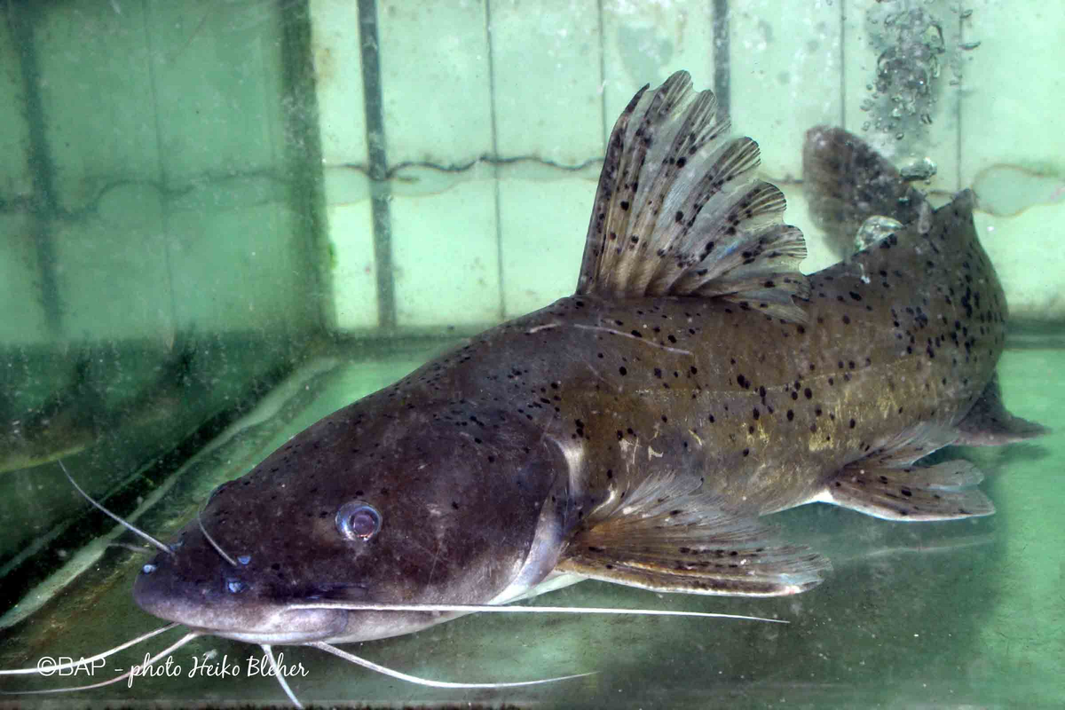 Cá lăng chấm có thân hình dài, phần trước dẹp bằng và phần sau dẹp bên. Đầu rộng, bẹt và tương đối dài, với mắt nằm ở phía trên và nửa trước của đầu. Cá có bốn đôi râu, trong đó râu hàm dài nhất có thể kéo dài đến mút sau vây bụng. Thân cá có màu xám đen ở lưng và trắng nhạt ở bụng, với nhiều chấm đen to nhỏ trên thân.(Ảnh:BAP)