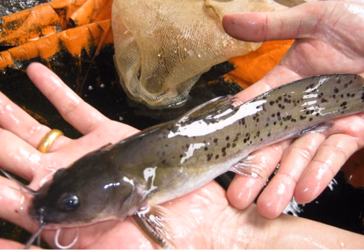 Cá lăng chấm phân bố chủ yếu ở các sông lớn phía Bắc Việt Nam như sông Hồng, sông Thái Bình, sông Kỳ Cùng, sông Mã và sông Lam.(Ảnh:Tạp chí Thủy sản)