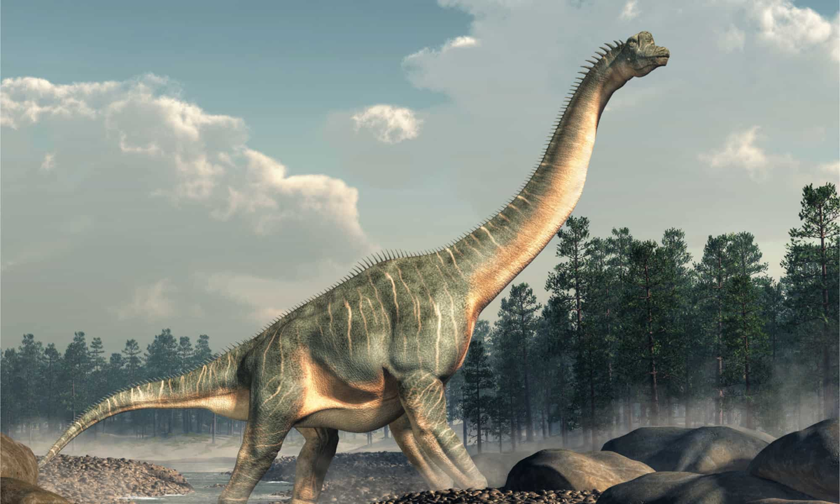 Một số loài nổi tiếng trong nhóm này bao gồm Brachiosaurus, Diplodocus và Apatosaurus.