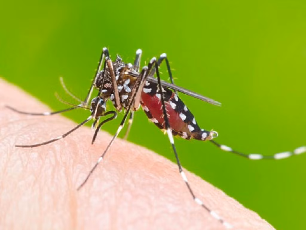 1. Muỗi: Đứng đầu danh sách những động vật nguy hiểm nhất cho con người là muỗi, loài côn trùng nhỏ bé nhưng gây ra khoảng 750.000 ca tử vong mỗi năm do truyền các bệnh như sốt rét, sốt xuất huyết và virus Zika. Số lượng muỗi ở Việt Nam rất nhiều. (Ảnh: medinet)