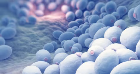 Nấm không chỉ phát triển mạnh trong vũ trụ mà còn được sử dụng rộng rãi trong các nghiên cứu khoa học. (Ảnh:Pacific LAB)