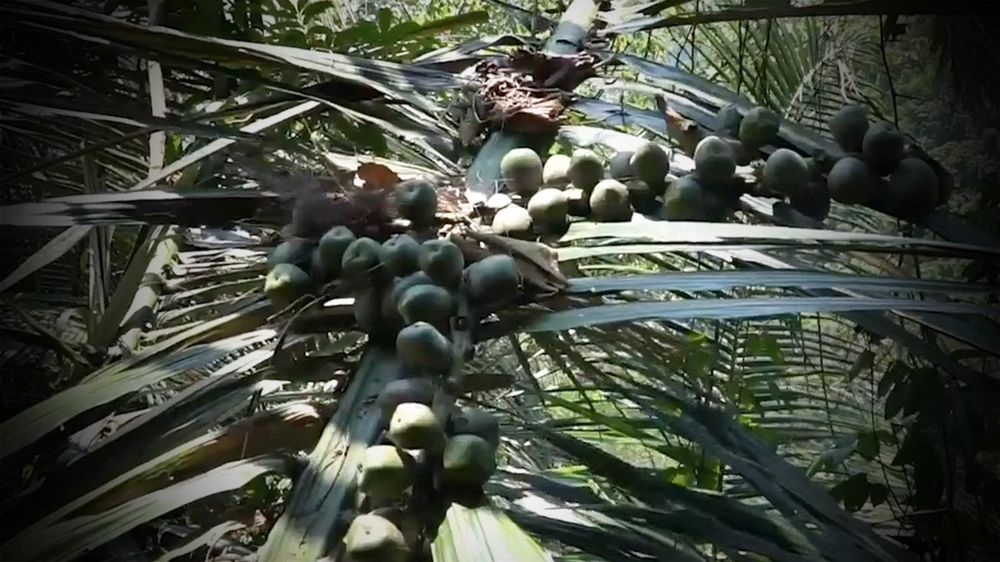 Rượu Đoák không chỉ là một loại rượu, mà còn là biểu tượng của sự gắn kết giữa con người và thiên nhiên, giữa truyền thống và hiện đại. Đó là niềm tự hào của người Ba Na, là di sản văn hóa quý báu cần được bảo tồn và phát huy. (Ảnh: Dân Việt)