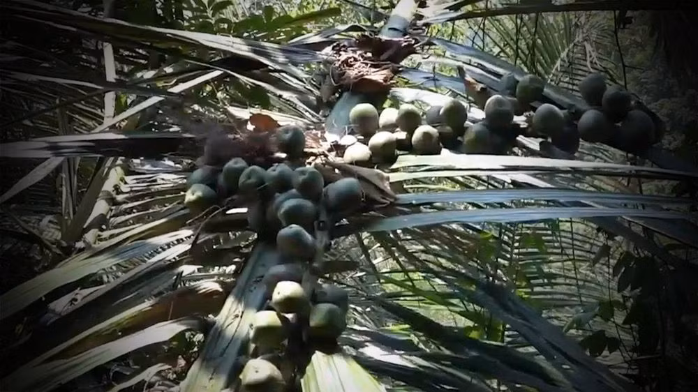 Rượu Đoák không chỉ là một loại rượu, mà còn là biểu tượng của sự gắn kết giữa con người và thiên nhiên, giữa truyền thống và hiện đại. Đó là niềm tự hào của người Ba Na, là di sản văn hóa quý báu cần được bảo tồn và phát huy. (Ảnh: Dân Việt)