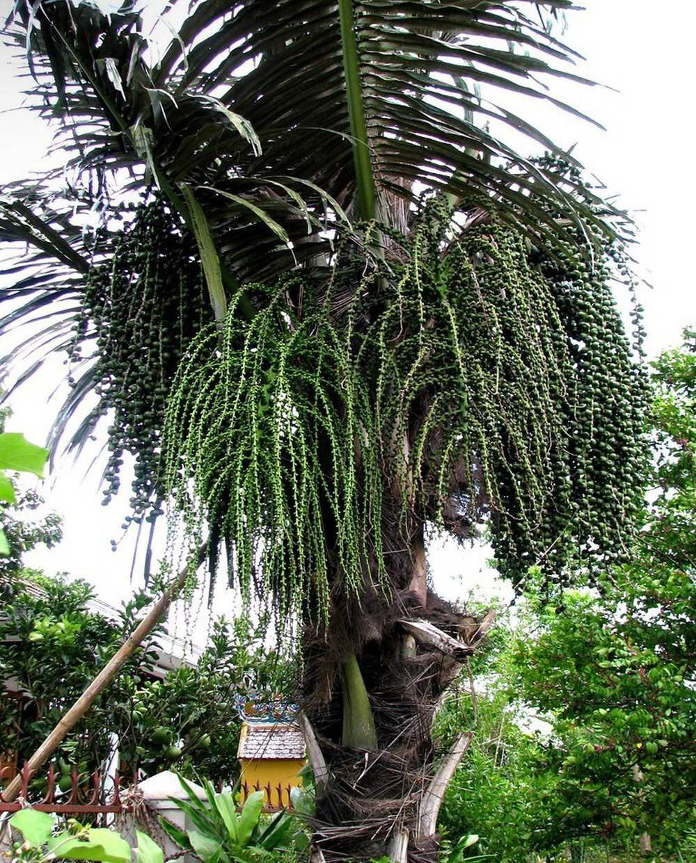 Để lấy được rượu, người dân phải trèo lên ngọn cây đoák, cẩn thận cắt phần ngọn để rượu chảy ra. Quá trình này đòi hỏi sự khéo léo và kinh nghiệm, vì chỉ những cây đoák trên 15 năm tuổi mới cho rượu ngon nhất.(Ảnh: MIA.vn)