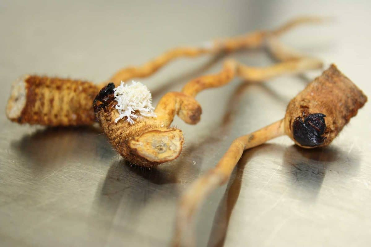 Đông trùng hạ thảo có thể được sử dụng dưới nhiều dạng khác nhau như dạng viên nang, bột, hoặc ngâm rượu. Để đạt hiệu quả tốt nhất, nên sử dụng theo hướng dẫn của chuyên gia y tế hoặc các nhà sản xuất uy tín. (Ảnh: Hifas da Terra)