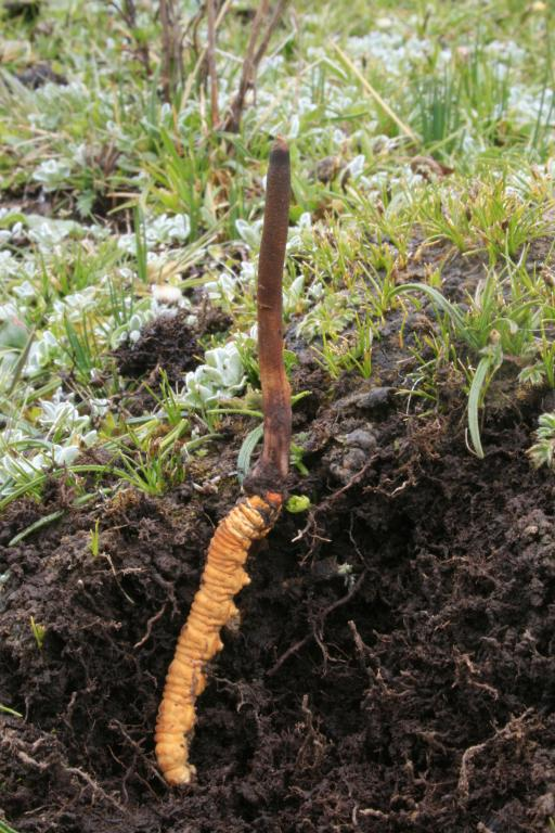 Đông trùng hạ thảo là sự kết hợp giữa nấm Ophiocordyceps sinensis và ấu trùng của loài bướm thuộc chi Thitarodes Viette. Vào mùa đông, nấm ký sinh trên ấu trùng và hút chất dinh dưỡng từ chúng, khiến ấu trùng chết. Đến mùa hè, nấm mọc ra khỏi xác ấu trùng và phát triển thành dạng thảo mộc, tạo nên cái tên "đông trùng hạ thảo". (Ảnh: The Global Fungal Red List Initiative)