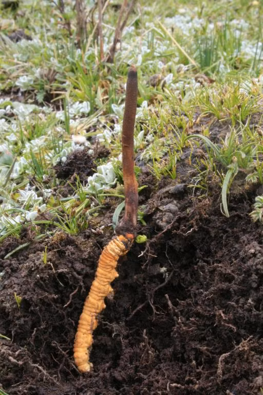 Đông trùng hạ thảo là sự kết hợp giữa nấm Ophiocordyceps sinensis và ấu trùng của loài bướm thuộc chi Thitarodes Viette. Vào mùa đông, nấm ký sinh trên ấu trùng và hút chất dinh dưỡng từ chúng, khiến ấu trùng chết. Đến mùa hè, nấm mọc ra khỏi xác ấu trùng và phát triển thành dạng thảo mộc, tạo nên cái tên "đông trùng hạ thảo". (Ảnh: The Global Fungal Red List Initiative)