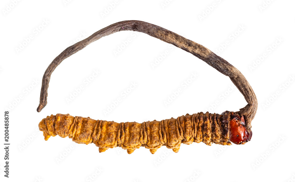 Đông trùng hạ thảo chứa nhiều dưỡng chất quý giá như axit cordiceptic, adenosin, hydroxyethyl-adenosin, cùng nhiều loại vitamin và khoáng chất. Những thành phần này mang lại nhiều lợi ích cho sức khỏe. (Ảnh: Adobe Stock)