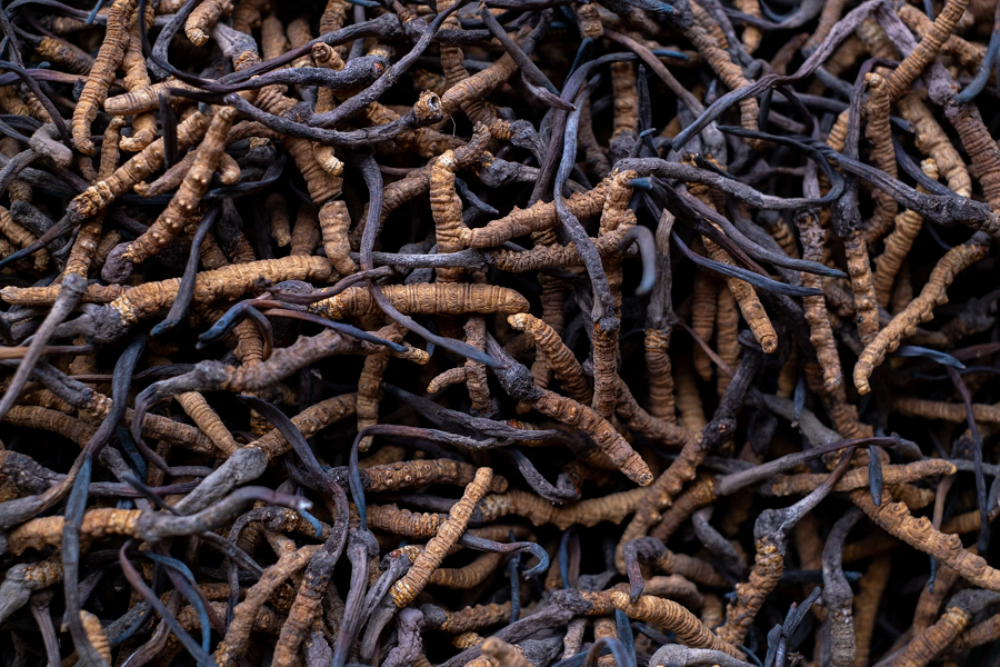 Mặc dù đông trùng hạ thảo có nhiều lợi ích, nhưng không phải ai cũng nên sử dụng. Những người bị dị ứng với nấm hoặc có các vấn đề về hệ miễn dịch nên tham khảo ý kiến bác sĩ trước khi sử dụng. (Ảnh: National Geographic)