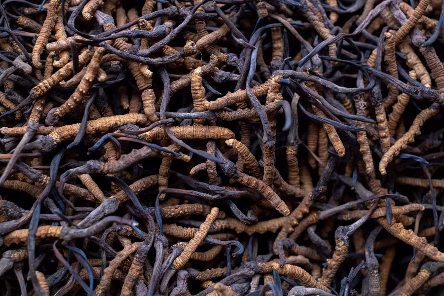 Mặc dù đông trùng hạ thảo có nhiều lợi ích, nhưng không phải ai cũng nên sử dụng. Những người bị dị ứng với nấm hoặc có các vấn đề về hệ miễn dịch nên tham khảo ý kiến bác sĩ trước khi sử dụng. (Ảnh: National Geographic)