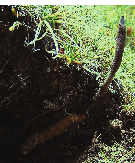 Đông trùng hạ thảo thực sự là một món quà quý giá từ thiên nhiên, mang lại nhiều lợi ích cho sức khỏe con người. Tuy nhiên, để tận dụng tối đa những lợi ích này, người dùng cần hiểu rõ về cách sử dụng và những lưu ý khi dùng loại dược liệu này. (Ảnh: ResearchGate)