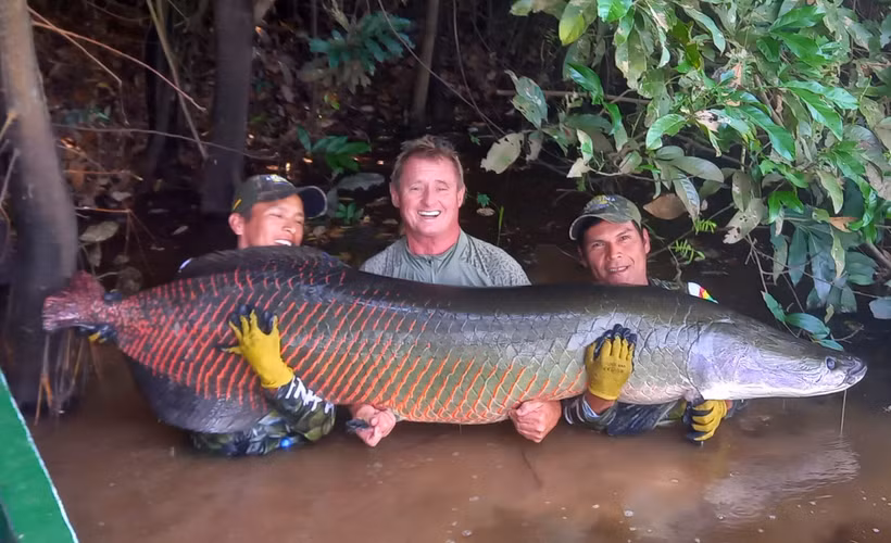 Hiện nay, cá hải tượng long được liệt kê trong sách đỏ IUCN với tình trạng thiếu dữ liệu, do khó khăn trong việc điều tra số lượng và giám sát sản lượng đánh bắt thương mại. Tuy nhiên, các nỗ lực bảo tồn đang được thực hiện để bảo vệ loài cá quý hiếm này khỏi nguy cơ tuyệt chủng. (Ảnh: Amazon Angler)