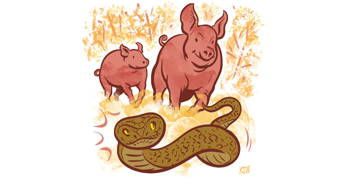 Điều này khiến rắn trở thành một phần trong chế độ ăn uống của lợn, biến chúng thành kẻ thù tự nhiên của nhau.(Ảnh:Our State Magazine)