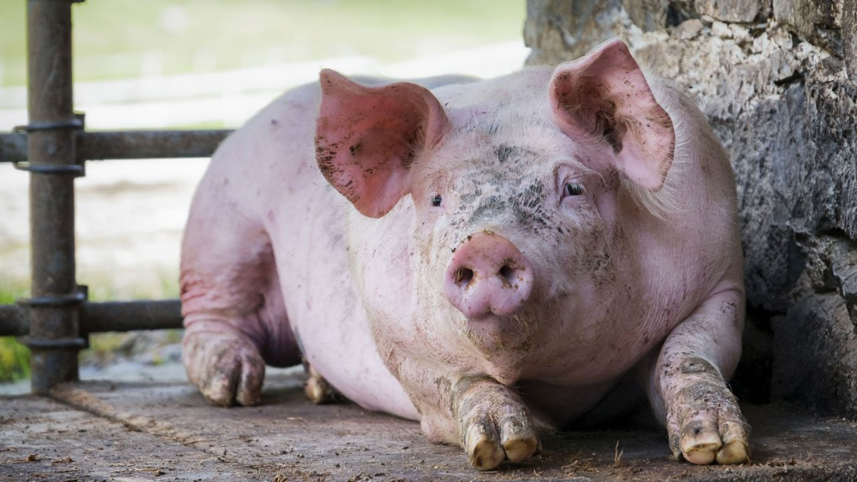 Một số nghiên cứu cho thấy lợn có khả năng đề kháng với một số loại nọc độc của rắn. Điều này có thể do đột biến gen trong các thụ thể tế bào của lợn, ngăn chặn sự liên kết của độc tố a-neurotoxin, khiến nọc độc trở nên vô dụng.(Ảnh:PBS)