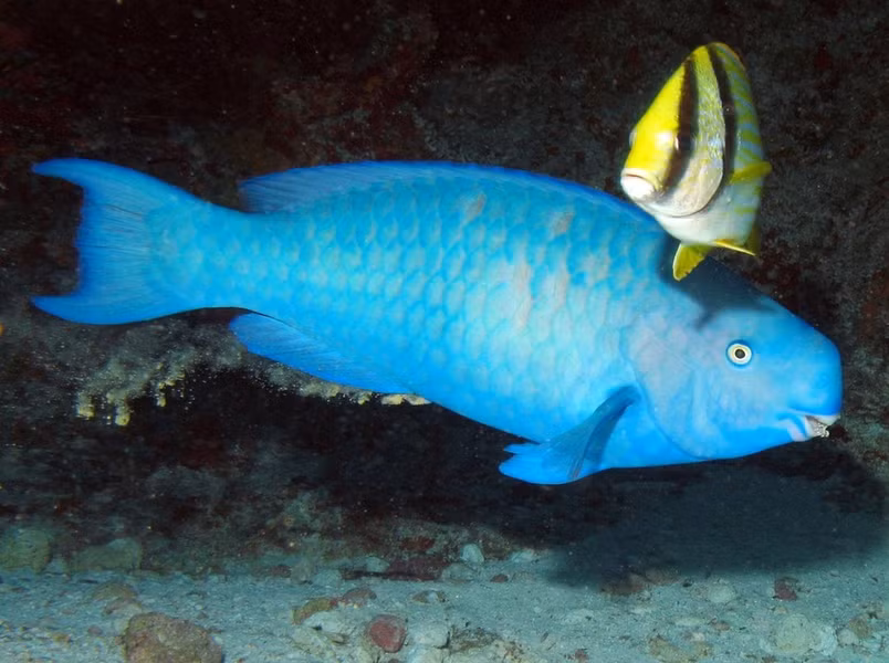 Cá vẹt lam có thể thay đổi giới tính liên tục trong suốt cuộc đời mình, ngay cả màu sắc và hình dáng cũng không phải ngoại lệ. Sự thay đổi giới tính này có ở cả con đực và con cái hay thậm chí cả những cá nhỏ còn chưa trưởng thành.