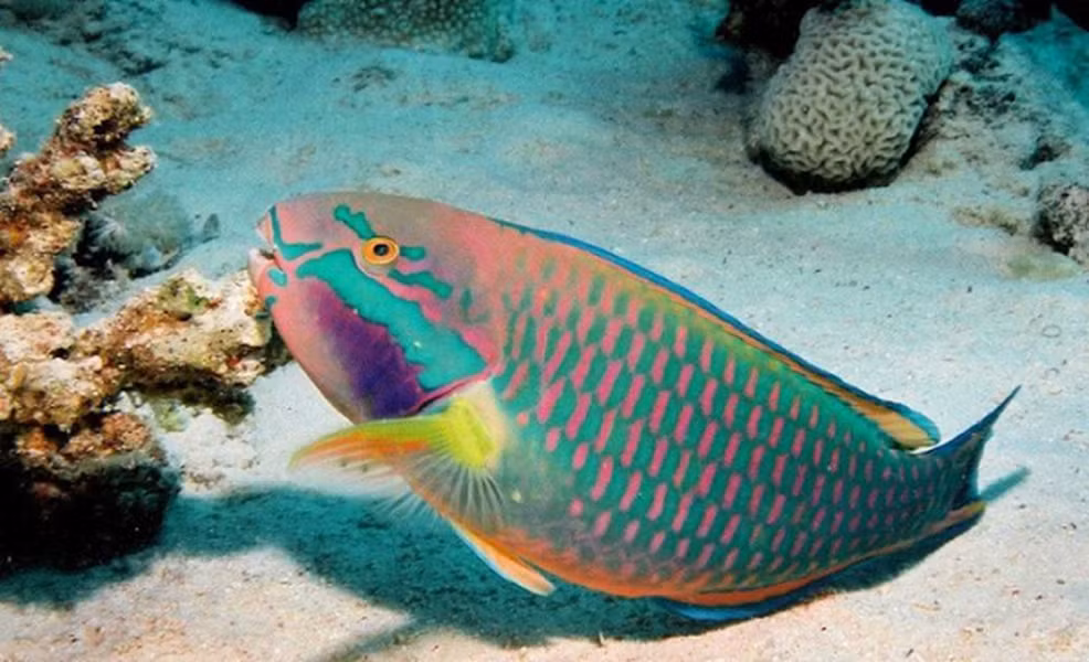 Cá vẹt ăn tảo, rong nhưng đặc biệt là ăn san hô chết để thải ra cát mịn. Nói cách khác, chúng làm sạch rạn san hô. Vì vậy cá Vẹt còn được mệnh danh là "máy làm cát".