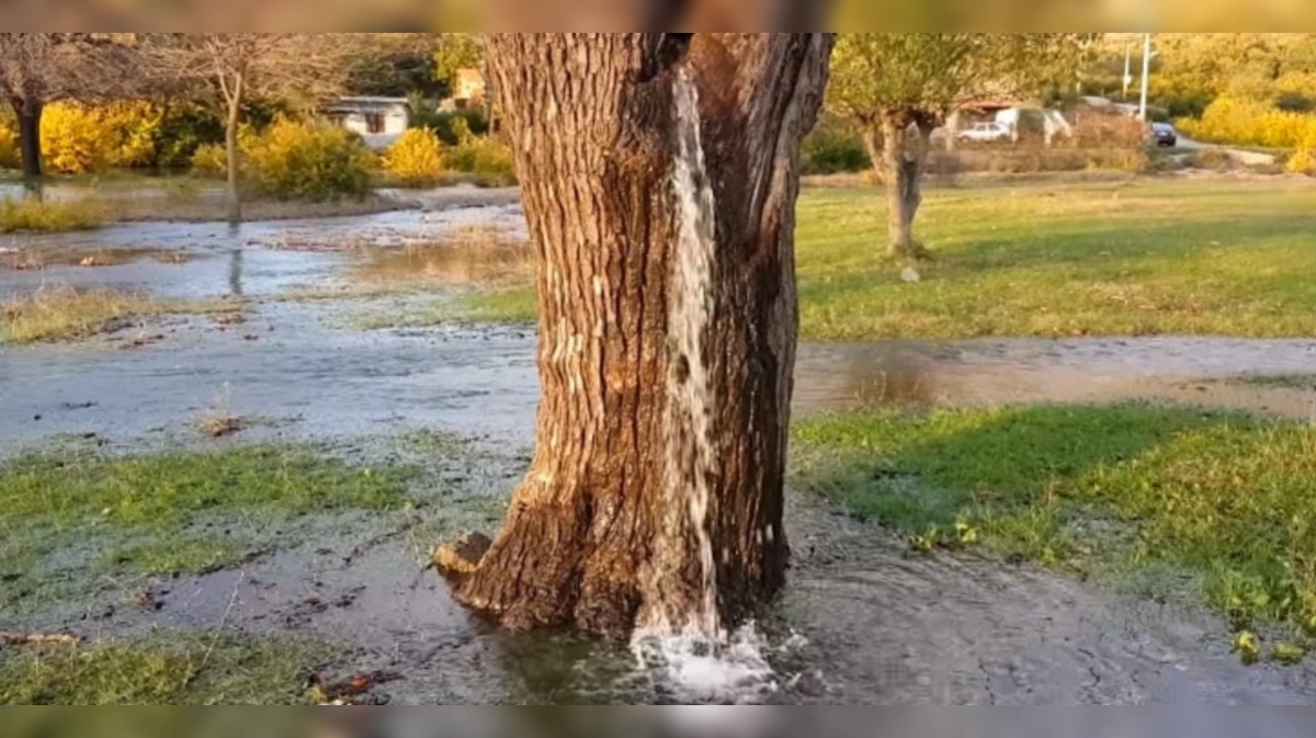 Theo nhiều nhà khoa học, dưới gốc cây có thể có một dòng suối tự nhiên. Khi nước mưa thấm vào lòng đất, lượng nước dư thừa sẽ chảy ra khỏi mặt đất do bị bão hòa, tạo nên hiện tượng phun nước từ thân cây. (Ảnh: Times Now)