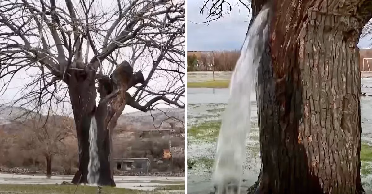 Cây tự phun nước ở Adria, Estonia không chỉ là một hiện tượng thiên nhiên kỳ lạ mà còn là một biểu tượng văn hóa và tín ngưỡng của người dân địa phương. Dù cho lời giải thích khoa học có thể chưa hoàn toàn thuyết phục, cây thiêng này vẫn tiếp tục là một điểm đến hấp dẫn và đầy bí ẩn cho những ai yêu thích khám phá thiên nhiên. (Ảnh: Earthly Missio)